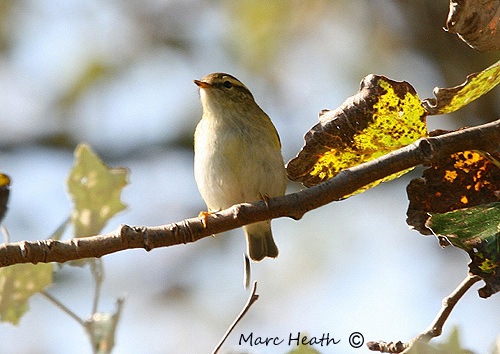 Yellow-browed Warbler