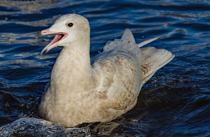 Glaucous Gull