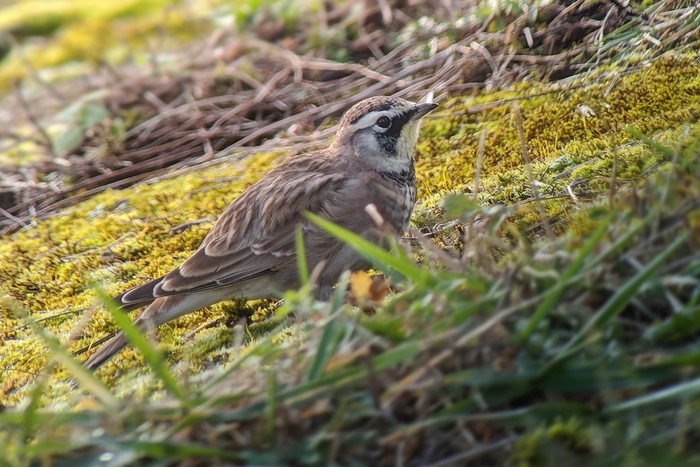 Horned Lark