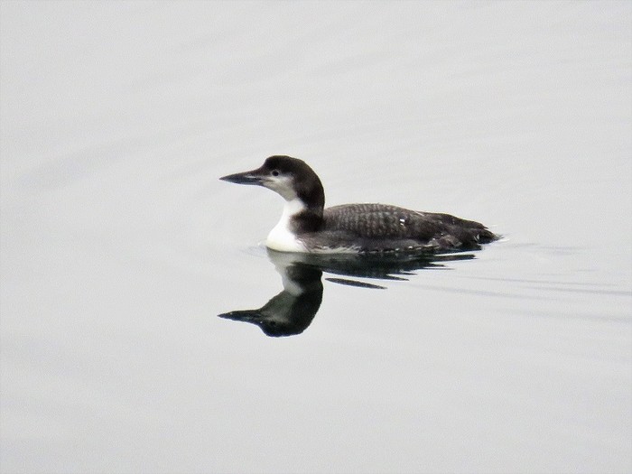 Great Northern Diver
