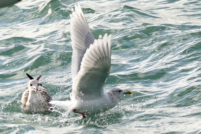 Kumlien's Gull