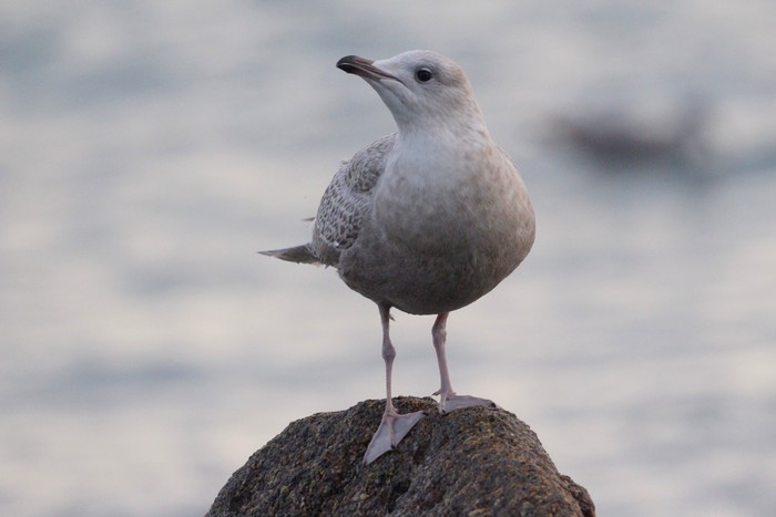 Iceland Gull