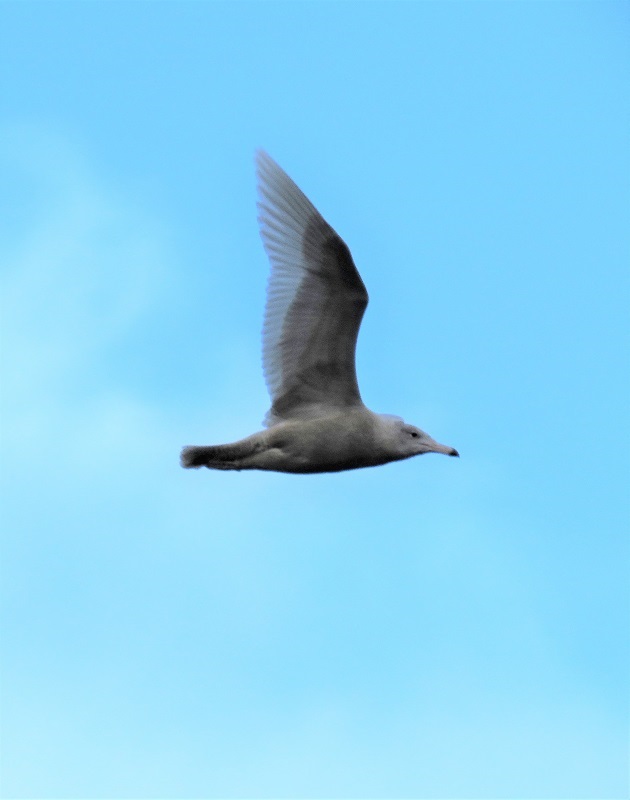 Glaucous Gull