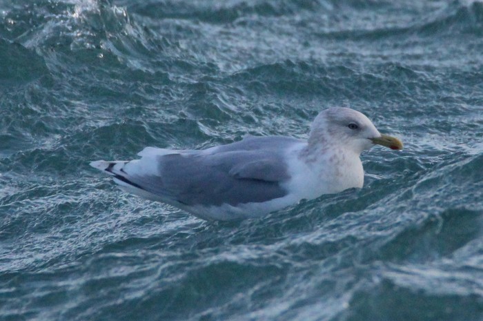 Kumlien's Gull