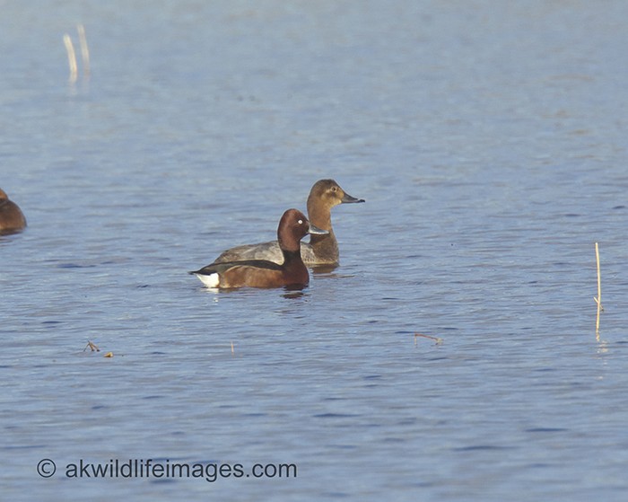 Ferruginous Duck