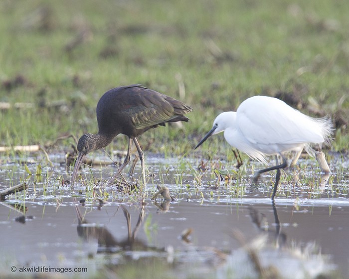 Glossy Ibis