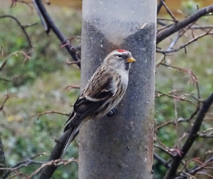 Mealy Redpoll