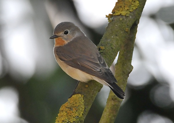 Red-breasted Flycatcher