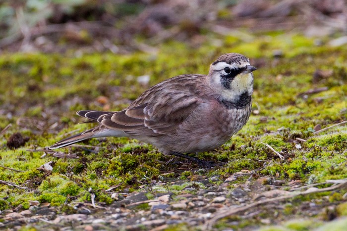 Horned Lark