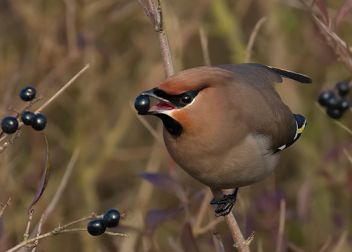 Waxwing