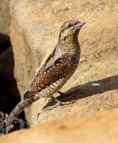 Wryneck