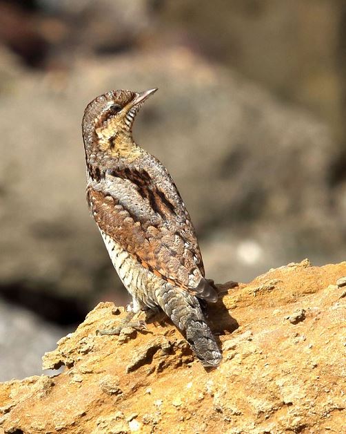 Wryneck