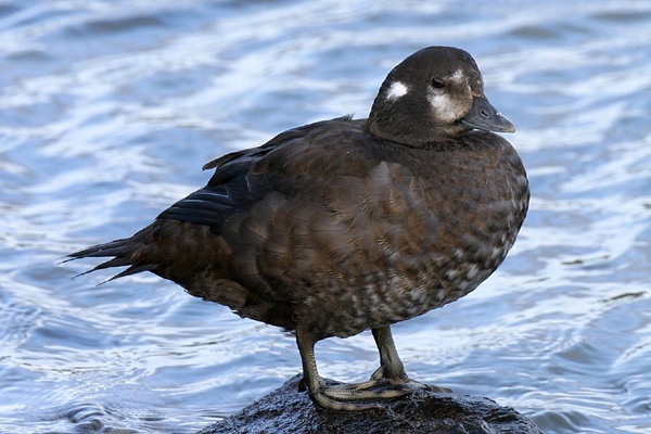 Harlequin Duck