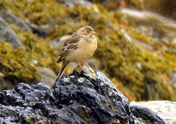 Ortolan Bunting