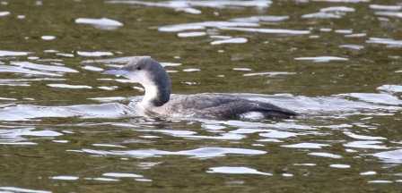 Black-throated Diver