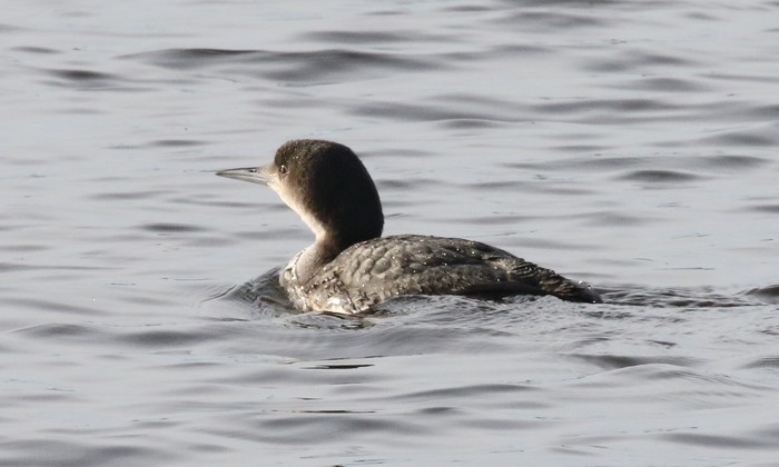 Black-throated Diver