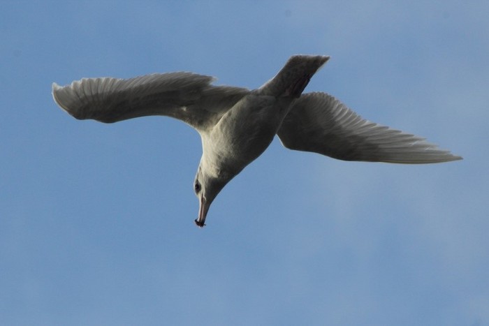 Glaucous Gull