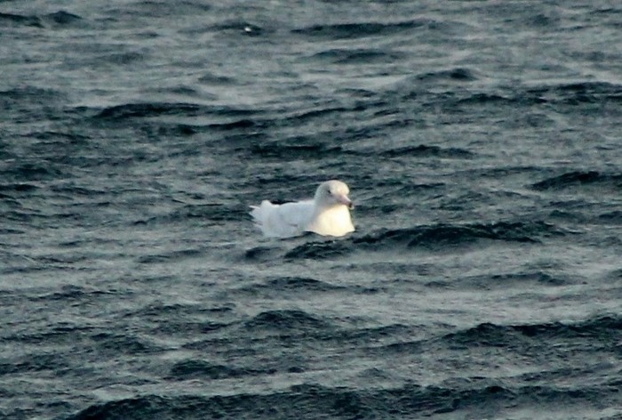 Glaucous Gull