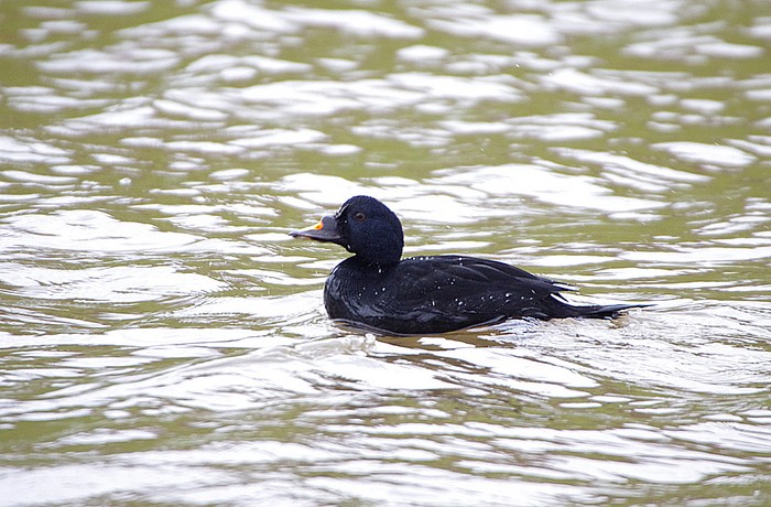 Common Scoter