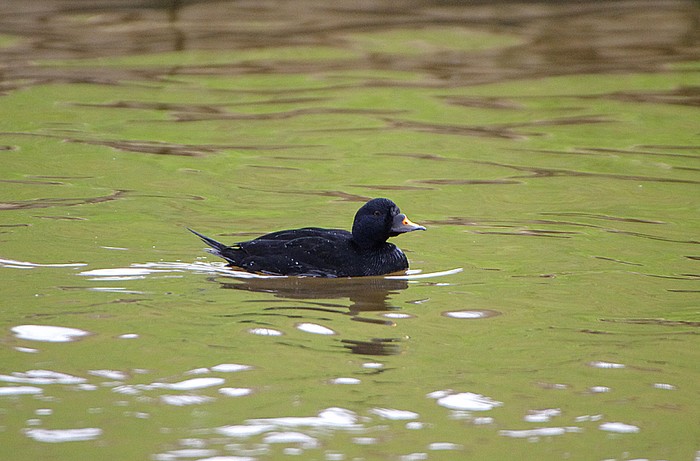 Common Scoter