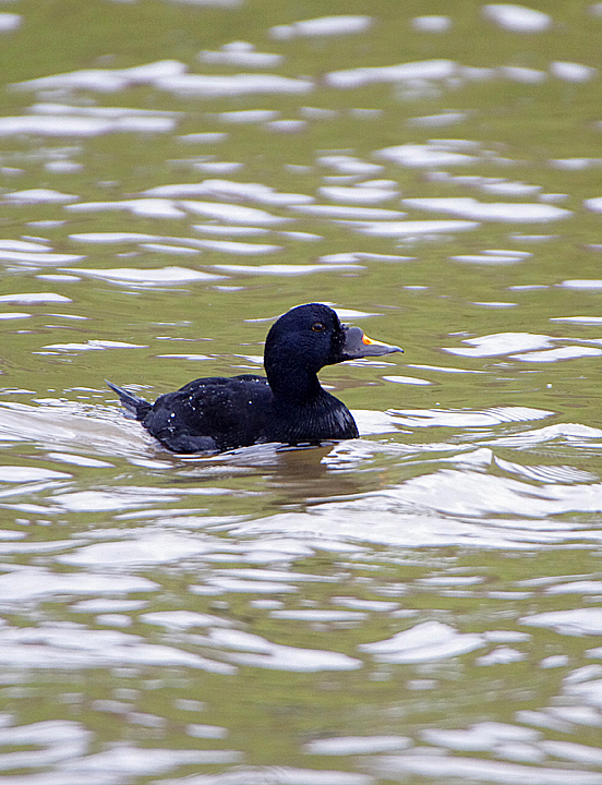 Common Scoter
