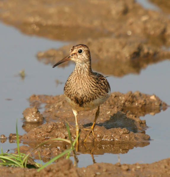 Pectoral Sandpiper