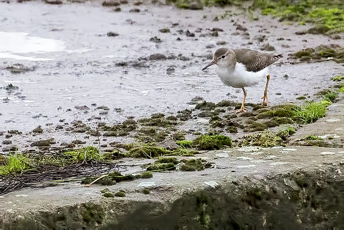 Spotted Sandpiper