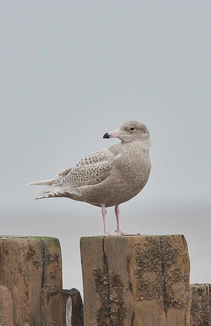 Glaucous Gull