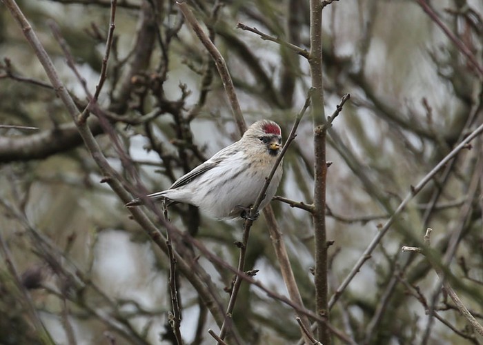 Coues's Arctic Redpoll