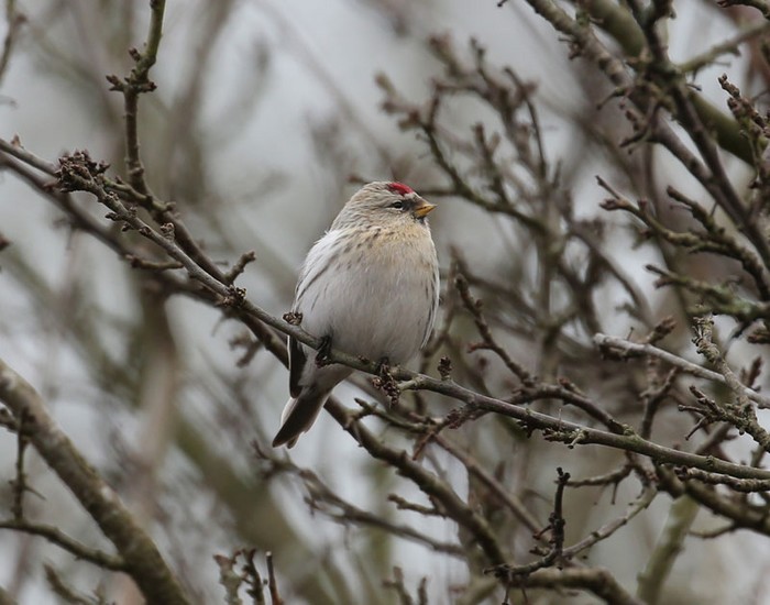 Coues's Arctic Redpoll