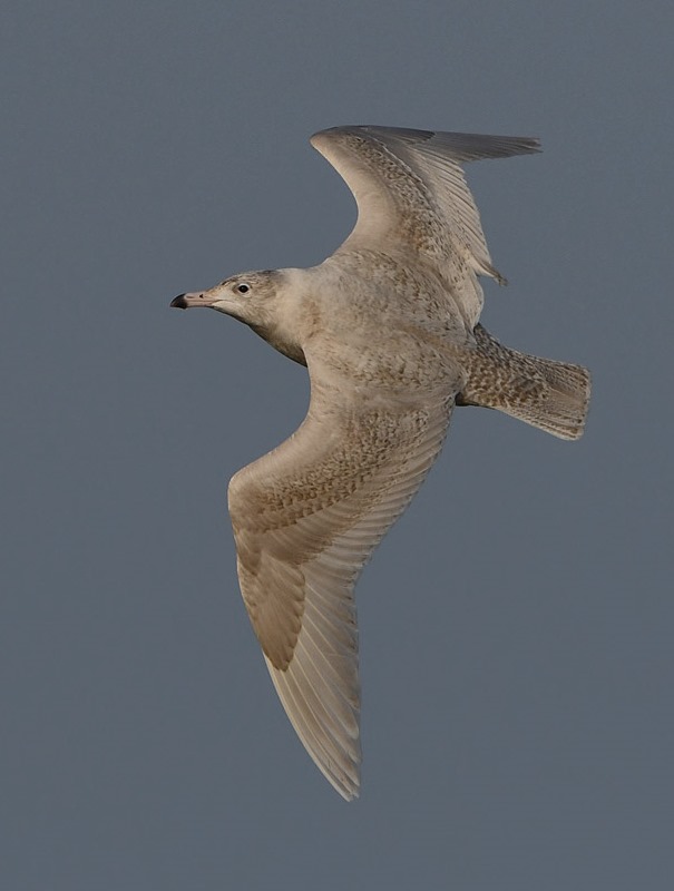 Glaucous Gull