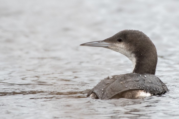 Black-throated Diver