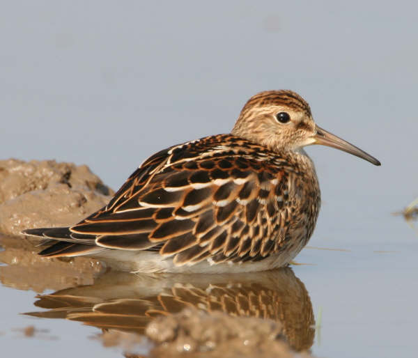 Pectoral Sandpiper