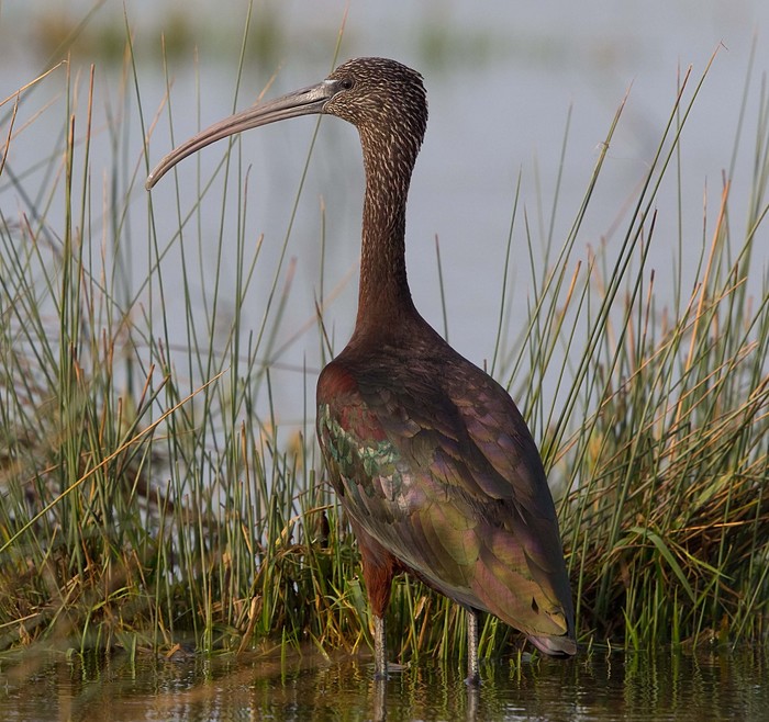 Glossy Ibis