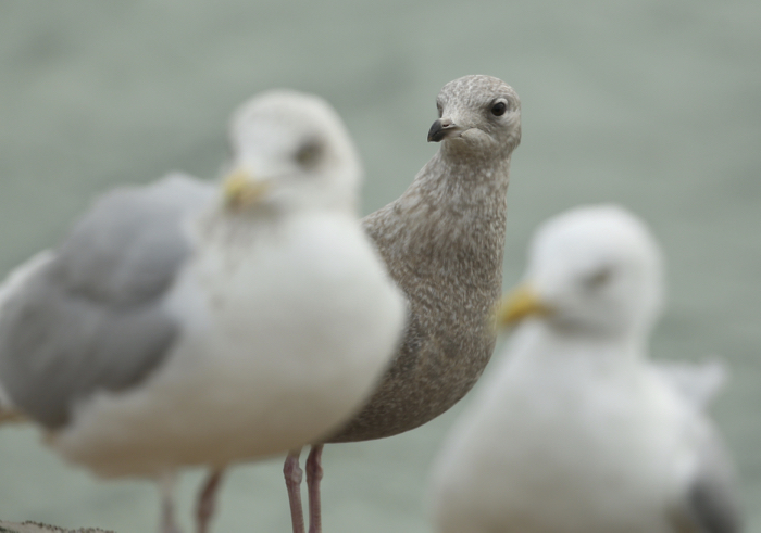 Iceland Gull