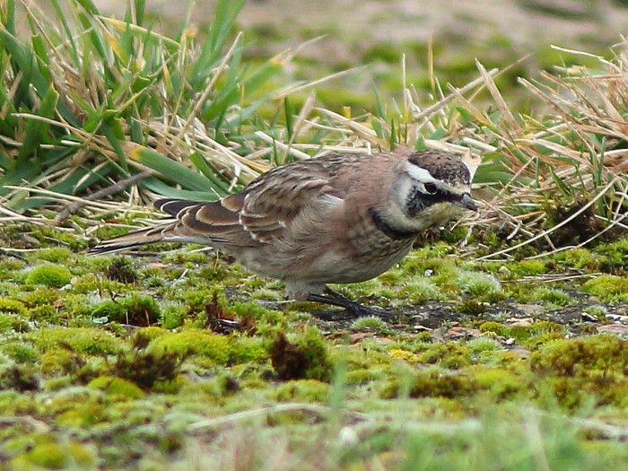 Horned Lark