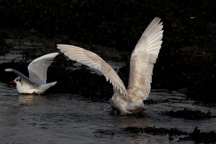Kumlien's Gull