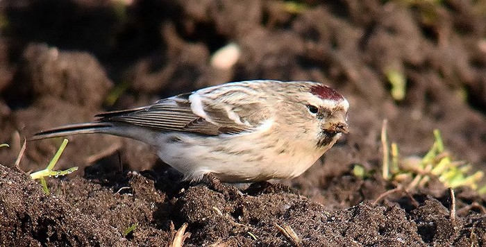 Coues's Arctic Redpoll