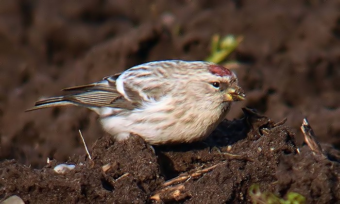 Coues's Arctic Redpoll
