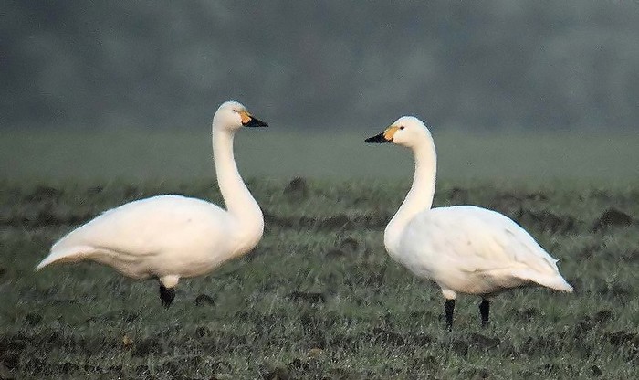 Bewick's Swan