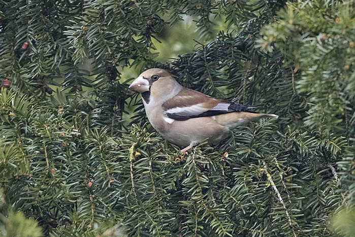 Hawfinch
