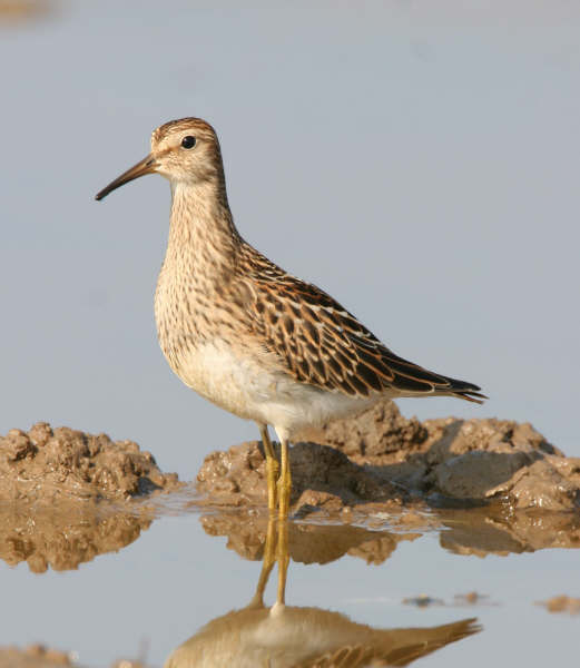Pectoral Sandpiper