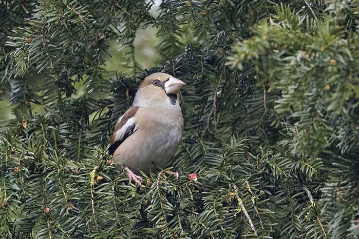 Hawfinch