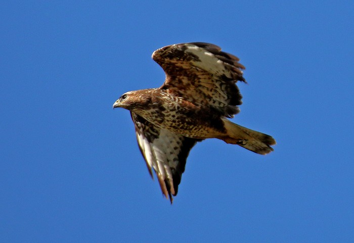 Buzzard