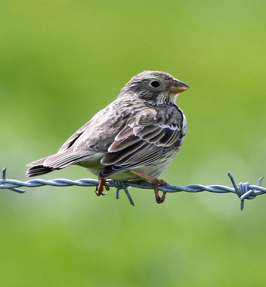 Corn Bunting