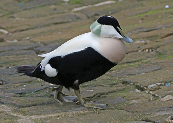 Eider