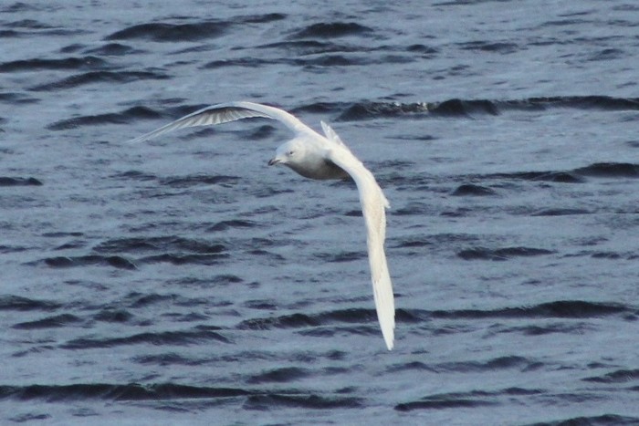 Iceland Gull