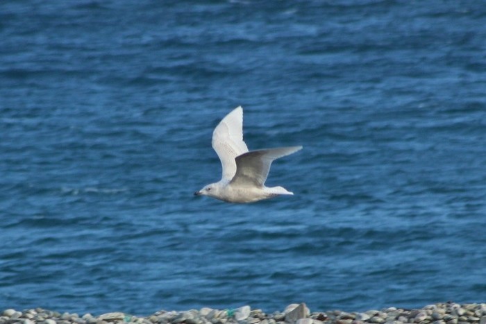 Iceland Gull