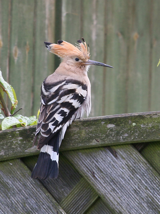 Hoopoe