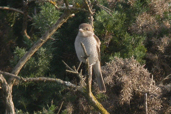 Red-backed Shrike